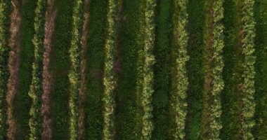 Kuş bakışı satır Vines açık güneşli