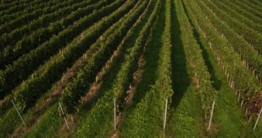Kuş bakışı satır Vines açık güneşli