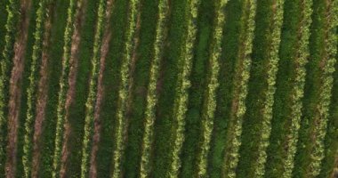 Kuş bakışı satır Vines açık güneşli