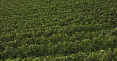 Kuş bakışı satır Vines açık güneşli