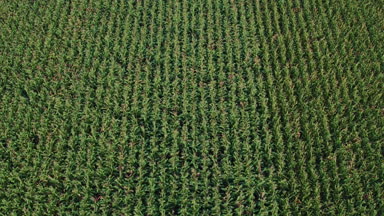 Doğal hava manzara Shot in A güzel büyük Mısır alan