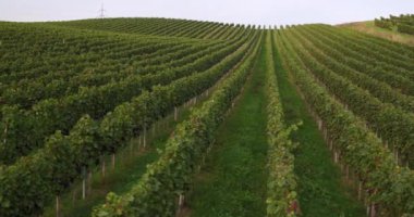 Kuş bakışı satır Vines açık güneşli