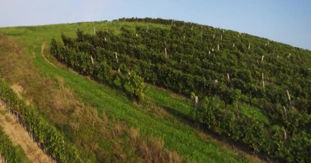 Establishing Drone Shot Perfect Place Vineyards Scenic Countryside — Stock Video