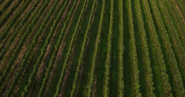 Bird Eye View Rows Vines Sunny Clear Day — Stock Video