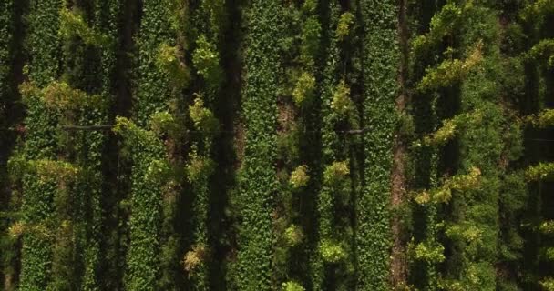 Bird Eye View Van Rijen Van Wijnstokken Zonnige Heldere Dag — Stockvideo