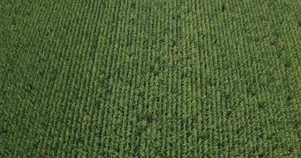 Landschaftlich Reizvolle Luftaufnahme Eines Schönen Großen Maisfeldes — Stockvideo