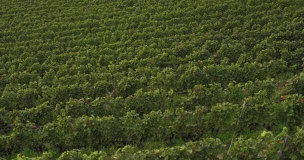 Bird Eye View Rows Vines Sunny Clear Day — Stock Video