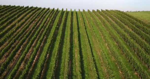 Bird Eye View Rows Vines Sunny Clear Day — Stock Video