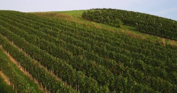 Vista Pájaro Filas Viñas Día Claro Soleado — Vídeo de stock