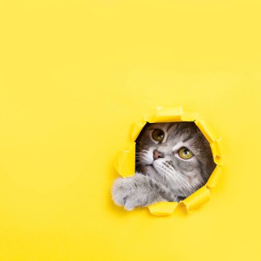 Kedi sarı kağıt yırtık deliğinden bakıyor. Oynak ruh kitty. Sıradışı konsept, kopya alanı.