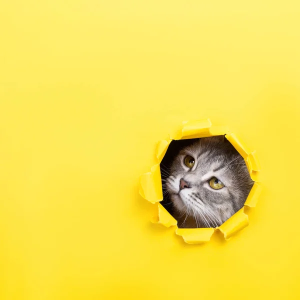 Kočka se dívá přes roztržené díru do žlutého papíru. Koťátko hravé náladě. Neobvyklé pojetí, kopie prostor. — Stock fotografie