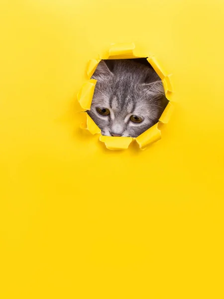 Kočka se dívá přes roztržené díru do žlutého papíru. Koťátko hravé náladě. Neobvyklé pojetí, kopie prostor. — Stock fotografie