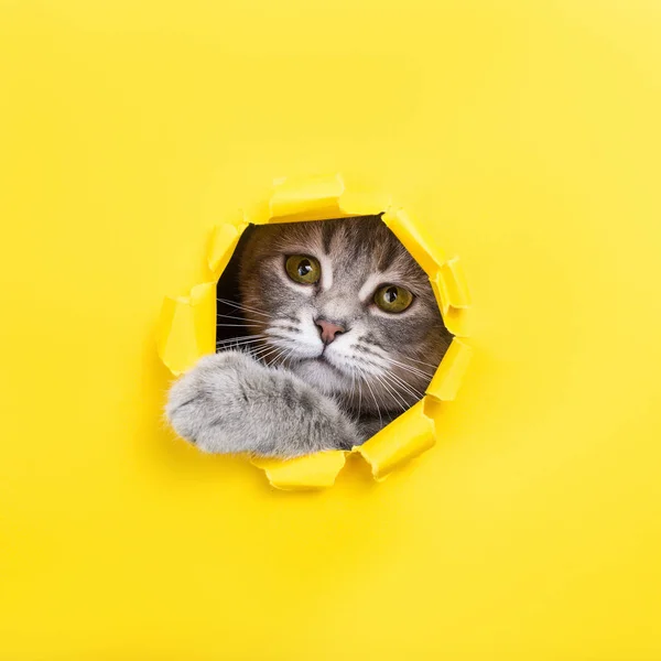 Η γάτα κοιτάζει μέσα από μια σχισμένη τρύπα σε κίτρινο χαρτί. Γατούλα παιγνιώδη διάθεση. Ασυνήθιστη ιδέα, αντίγραφο χώρου. — Φωτογραφία Αρχείου