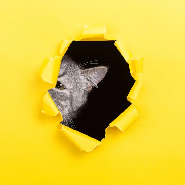 Η γάτα κοιτάζει μέσα από μια σχισμένη τρύπα σε κίτρινο χαρτί. Γατούλα παιγνιώδη διάθεση. Ασυνήθιστη ιδέα, αντίγραφο χώρου. — Φωτογραφία Αρχείου
