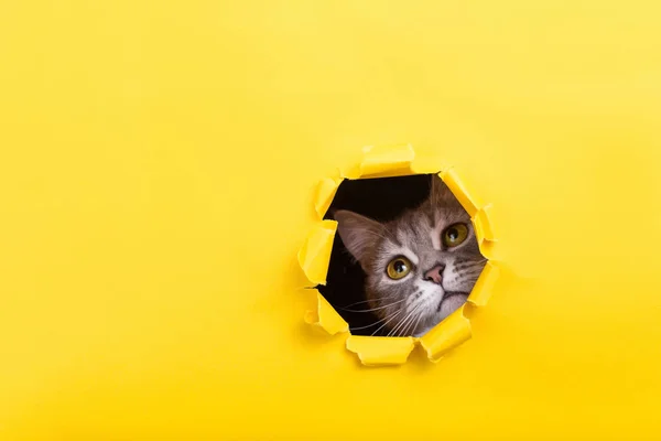 Kočka se dívá přes roztržené díru do žlutého papíru. Hravý — Stock fotografie