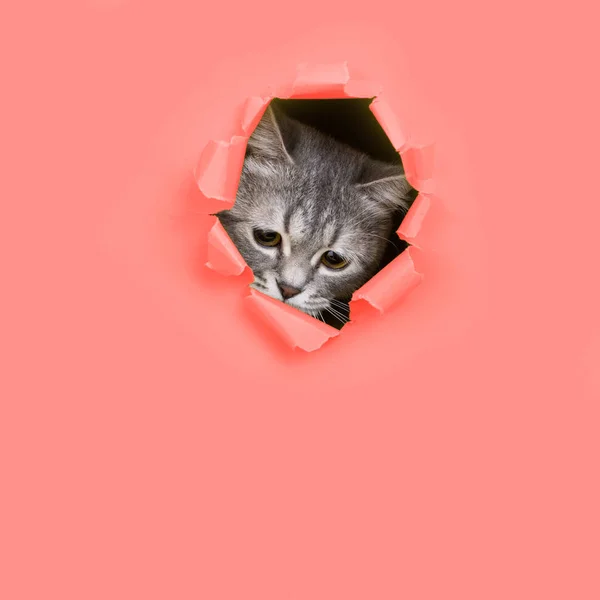 The cat is looking through a torn hole in living coral paper. Playful mood kitty. Unusual concept, copy space. — Stock Photo, Image