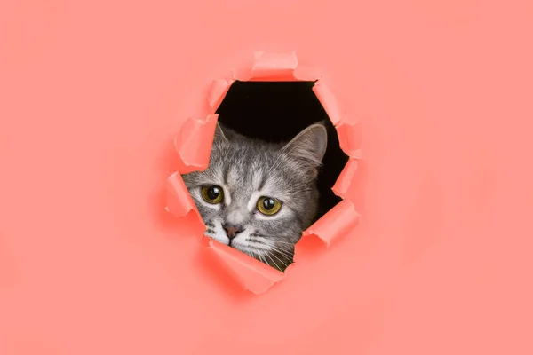 Η γάτα κοιτάζει μέσα από μια σχισμένη τρύπα στο ζουν κοραλλιών χαρτί. Γατούλα παιγνιώδη διάθεση. Ασυνήθιστη ιδέα, αντίγραφο χώρου. — Φωτογραφία Αρχείου