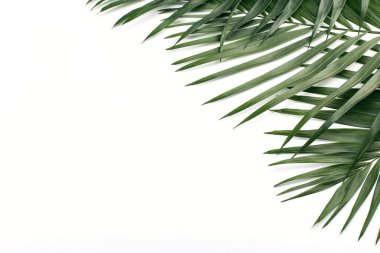 Palm renkli kağıda bırakır. Yaz ruh hali, tropikal arka plan, boş.
