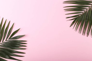 Palm renkli kağıda bırakır. Yaz ruh hali, tropikal arka plan, boş.