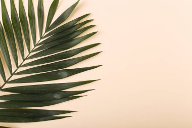 Palm renkli kağıda bırakır. Yaz ruh hali, tropikal arka plan, boş.