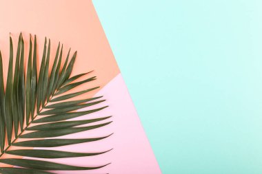 Palm renkli kağıda bırakır. Yaz ruh hali, tropikal arka plan, boş.