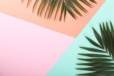 Palm renkli kağıda bırakır. Yaz ruh hali, tropikal arka plan, boş.