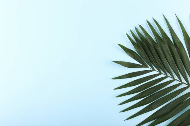 Palm renkli kağıda bırakır. Yaz ruh hali, tropikal arka plan, boş.