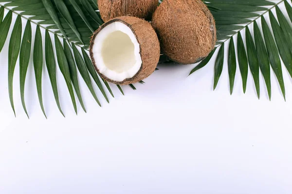 Kokosnuss- und Palmblätter, Kopierraum. Sommerstimmung, tropischer Hintergrund, leer. — Stockfoto