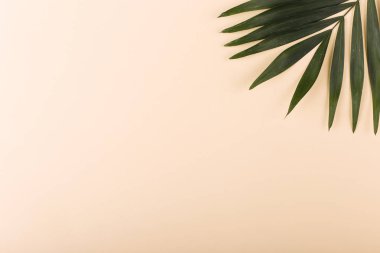 Palm renkli kağıda bırakır. Yaz ruh hali, tropikal arka plan, boş.