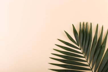 Palm renkli kağıda bırakır. Yaz ruh hali, tropikal arka plan, boş.