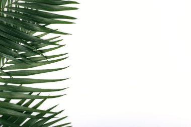 Palm renkli kağıda bırakır. Yaz ruh hali, tropikal arka plan, boş.