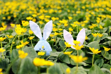 Bir çiçek çayır, yeşil çim bir çayır üzerinde sarı bahar çiçekler gizli Easter Bunny. Konsept yay, kulakları tavşan.