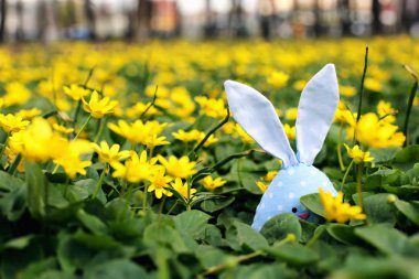 Bir çiçek çayır, yeşil çim bir çayır üzerinde sarı bahar çiçekler gizli Easter Bunny. Konsept yay, kulakları tavşan.