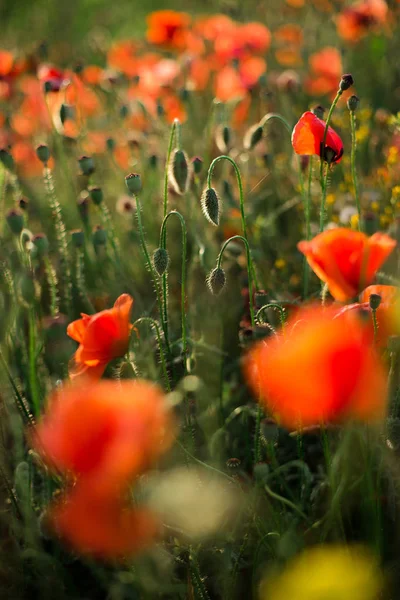 Poppy veld close-up, bloeiende wilde bloemen in de ondergaande zon. Rood groene achtergrond, blank, behang met zachte focus. — Stockfoto