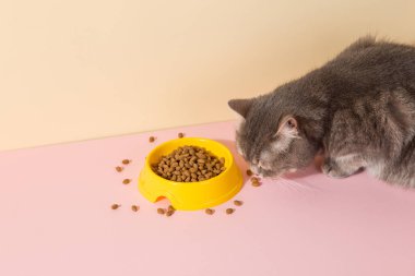 Gri kedi ve bir kase yiyecek, renkli ipek pembe arka planda. Evcil hayvanlar için yiyecek kavramı.