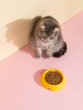 Gri kedi ve bir kase yiyecek, renkli ipek pembe arka planda. Evcil hayvanlar için yiyecek kavramı.