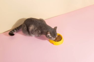 Gri kedi ve bir kase yiyecek, renkli ipek pembe arka planda. Evcil hayvanlar için yiyecek kavramı.