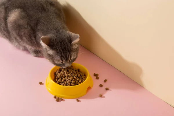 Grey cat and a bowl of food, on colored silk pink background. The concept of food for pets.