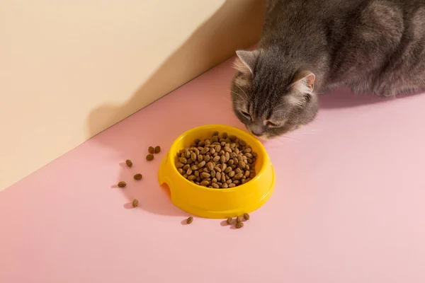 Grey cat and a bowl of food, on colored silk pink background. The concept of food for pets.