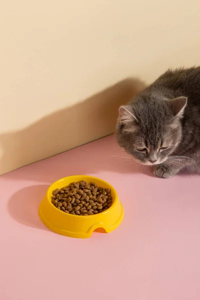 Grå Katt Och Skål Med Mat Färgad Silke Rosa Bakgrund — Stockfoto