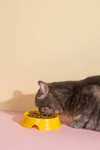 Graue Katze Und Eine Schüssel Futter Auf Farbigem Seidenrosa Hintergrund — Stockfoto