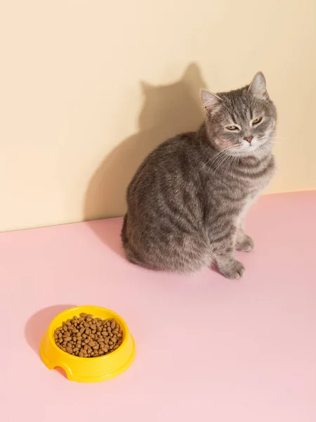 Grey cat and a bowl of food, on colored silk pink background. The concept of food for pets.