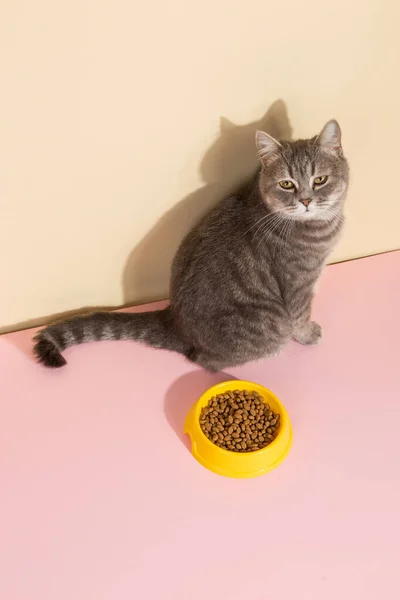 Grey cat and a bowl of food, on colored silk pink background. The concept of food for pets.