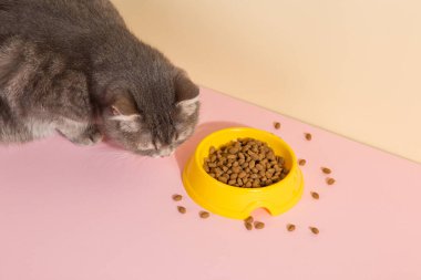 Gri kedi ve bir kase yiyecek, renkli ipek pembe arka planda. Evcil hayvanlar için yiyecek kavramı.