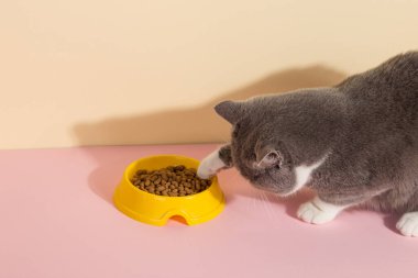 Gri kedi ve bir kase yiyecek, renkli ipek pembe arka planda. Evcil hayvanlar için yiyecek kavramı.