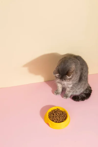 Grå Katt Och Skål Med Mat Färgad Silke Rosa Bakgrund — Stockfoto