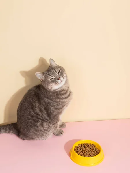 Graue Katze Und Eine Schüssel Futter Auf Farbigem Seidenrosa Hintergrund — Stockfoto