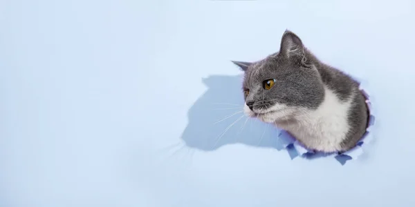 Graue Hübsche Katze Guckt Aus Einem Loch Blauem Papier Konzeptblanko — Stockfoto