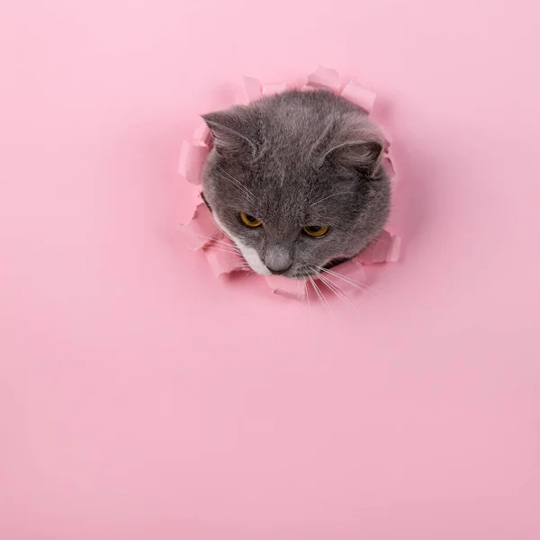 Grey Beautiful Cute Cat Peeks Out Hole Pink Paper Concept — Stock Photo, Image