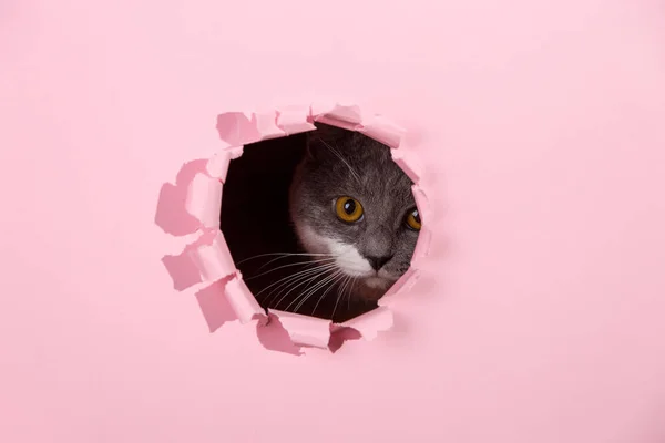 Šedá Krásná Kočka Vykoukne Díry Růžovém Papíru Koncept Prázdný Pro — Stock fotografie